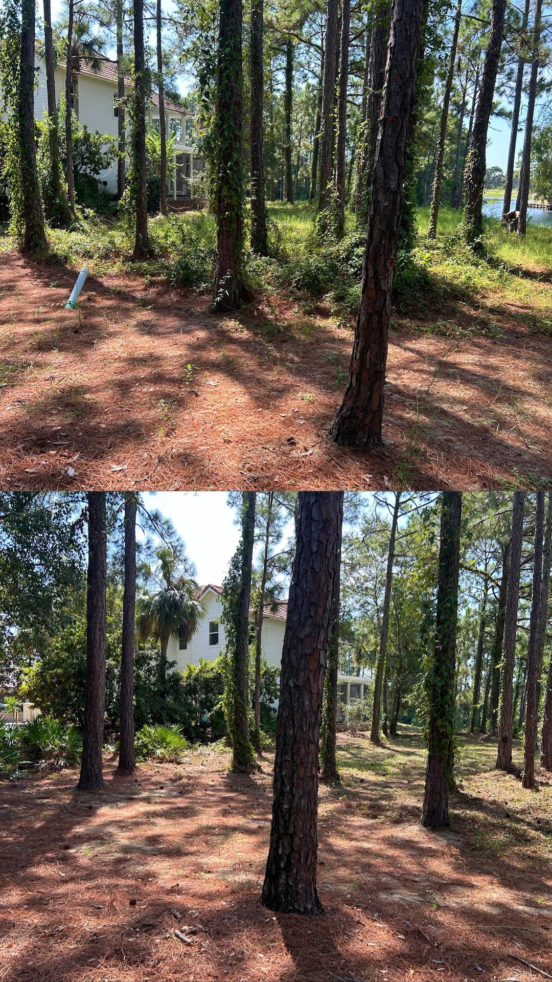 Overwhelmed by Overgrowth? We Can Help! - Miramar FL